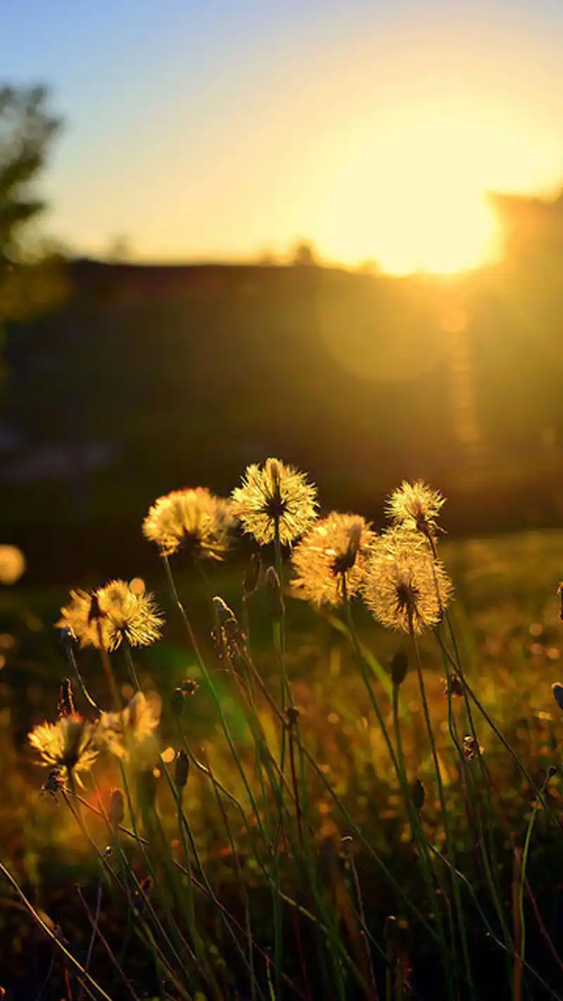 唯美蒲公英图片高清手机壁纸