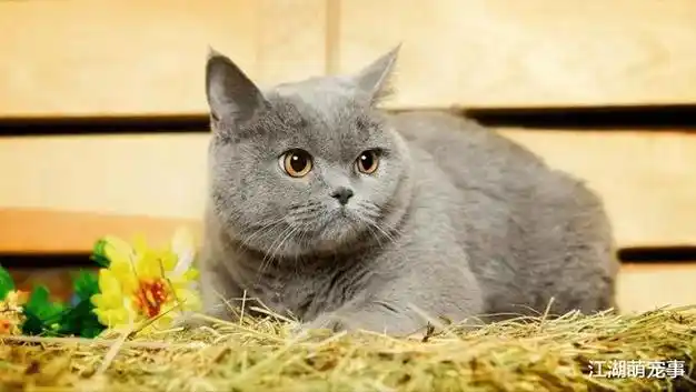 安静|英国短毛猫_网易订阅