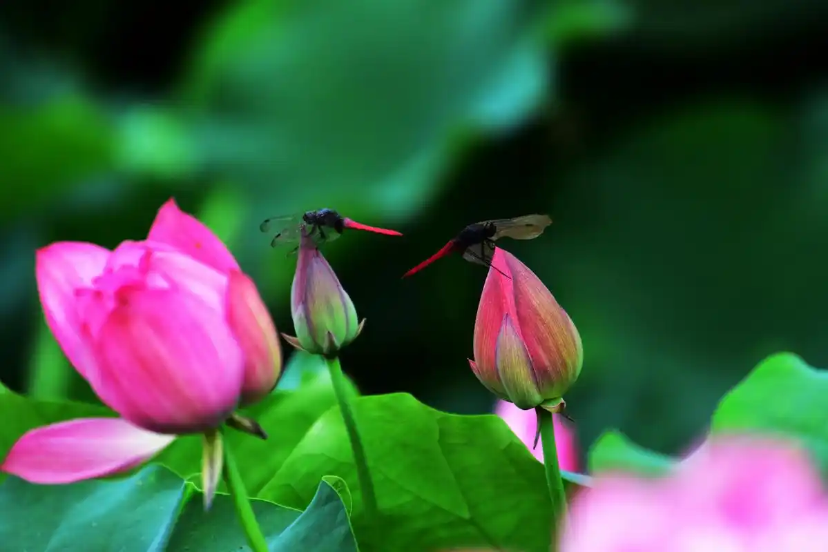 原创诗词 七绝·荷叶蜻蜓旧梦 绿阴深处柳丝长,荷叶田田水满塘.