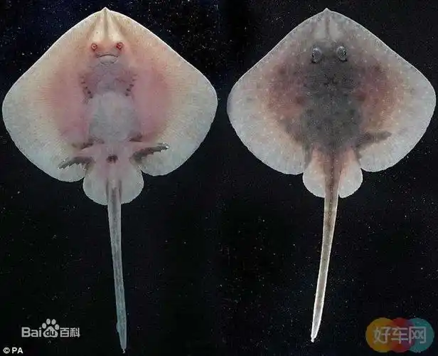 有条尾巴的黑色的扁扁的是什么鱼?