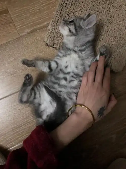 代发: 小美短串串