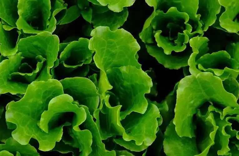 绿色(汉语词语)