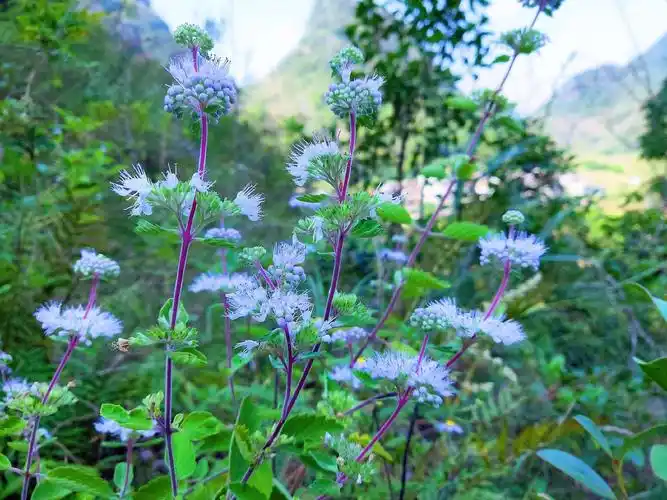 高山上的薄荷