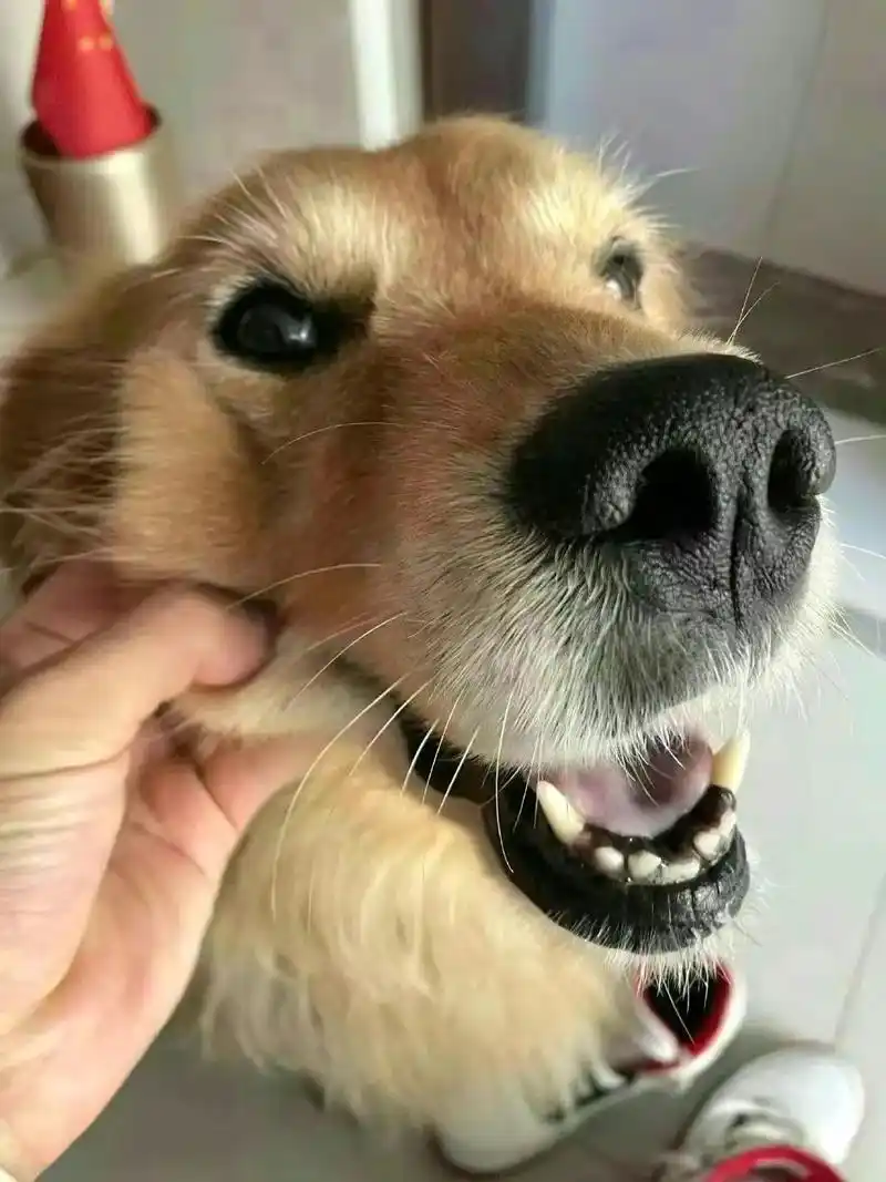 养了十年的金毛了,忍不住吐槽它的这些小问