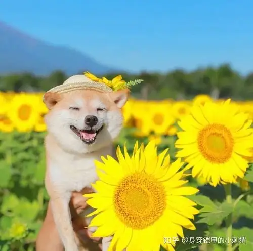 敲可爱卡哇伊治愈系的微笑狗狗向日葵图片