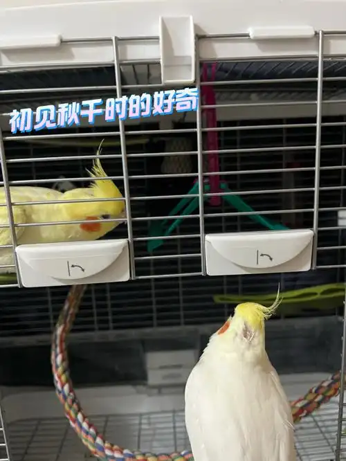 或许这就是解决拔毛的最终方案吧