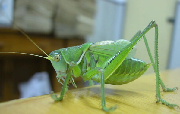 绿蝈蝈多生在平原,农田,花生地,豆地,玉米地,菜地等农作物区.