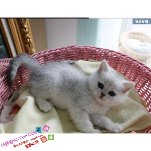 纯种宠物猫英国短毛猫银渐层折耳活体猫宝宝妹妹幼猫e