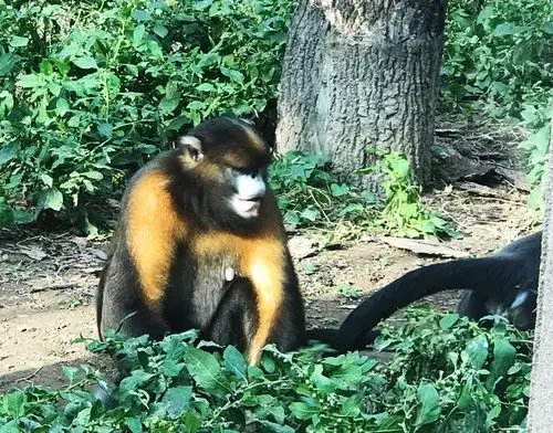 手机随拍:北京动物园金丝猴