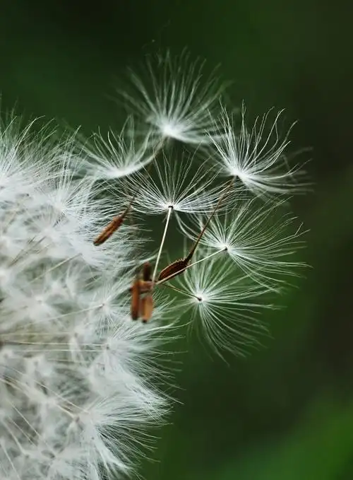 蒲公英 - 作品交流 - 佳友在线摄影网