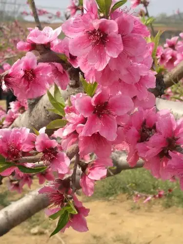 这里的桃花开得非常漂亮,花朵大而且颜色鲜艳,看那满树盛开的桃花,真