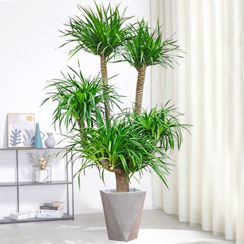 龙血大型绿植多头树龙铁树室内客厅盆栽花卉大型绿植