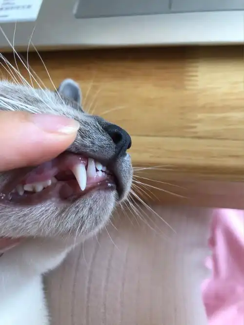 一个不注意就换掉了犬牙