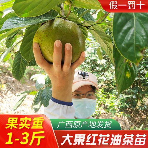 正品广西大果红花油茶苗单果1-3斤高产茶子树茶籽苗油茶种子树苗