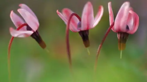 粉色红色的野花图片大全-花卉壁纸-高清花卉图片-第20图-娟娟壁纸