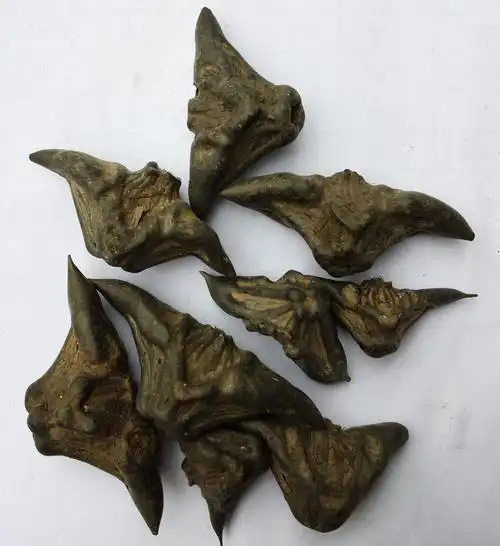 天然中药材 菱角 铁菱角 鬼见愁 补脾胃,强股膝 批发零售