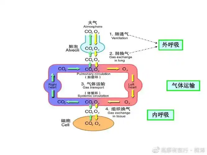 外呼吸,气体运输,内呼吸三个过程