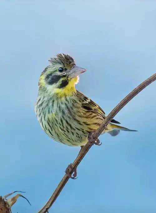 百鸟图来了,100种可爱的鸟类小精灵,喜欢鸟儿的朋友欢迎来看