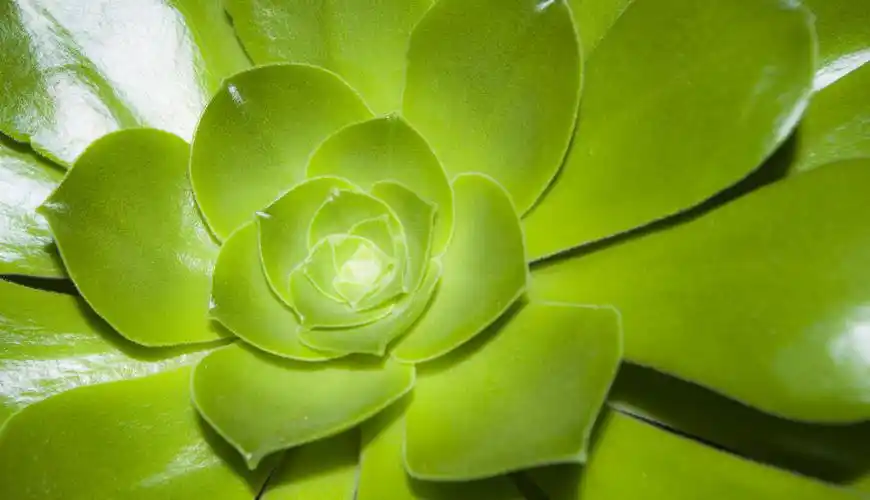 绿色植物,植物,护眼,养眼,绿色绿色植物壁纸图片