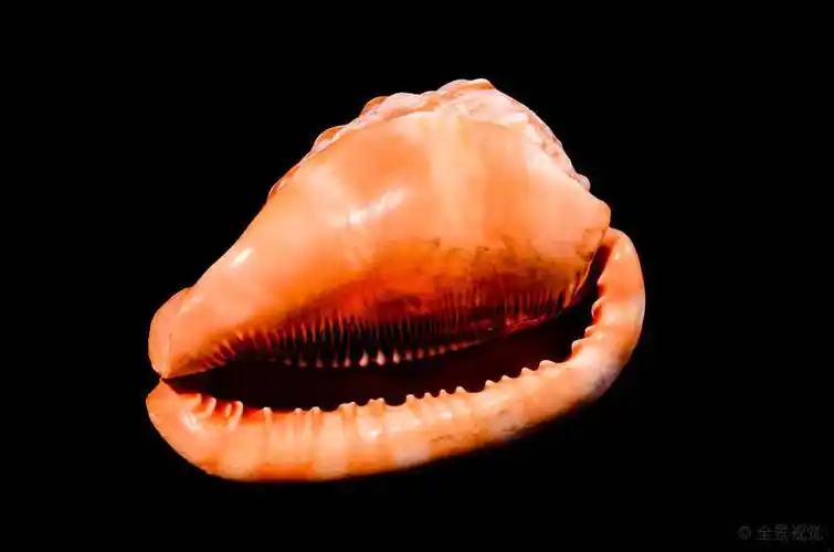 橙色,贝壳,海螺壳