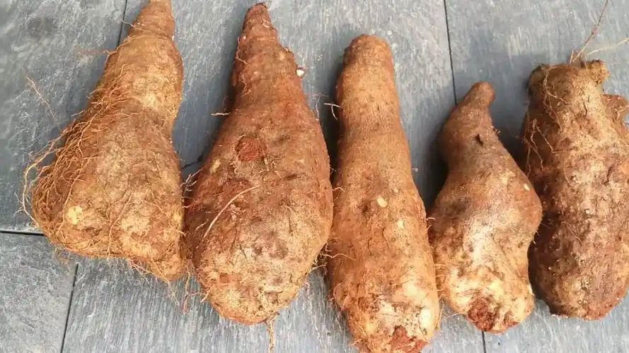 我家的秤砣山药