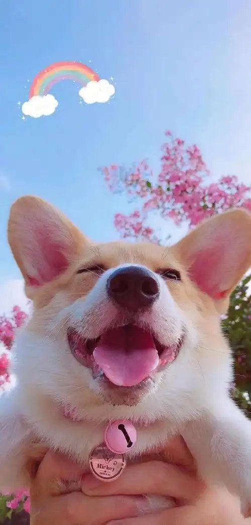 温暖治愈系卡通图片(壁纸丨高清全屏萌萌的动物壁纸)