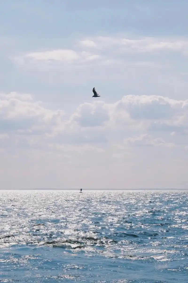 海鸥与帆船   #摄影 #海钓 #纽约 #富士相机 #夏日海 - 抖音