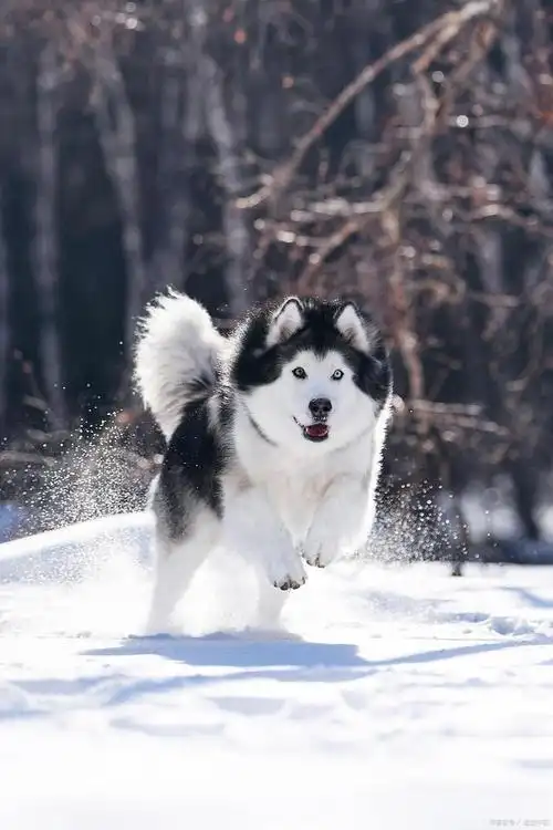 阿拉斯加雪橇犬(alaskan malamute)
