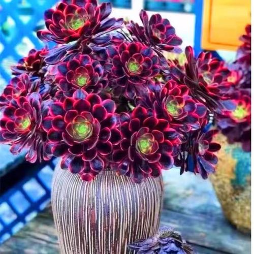 美杜莎多肉老桩法师名贵多肉植物大肉特大号大红色多头组合红颜