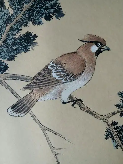 青池工笔之.鸟谱