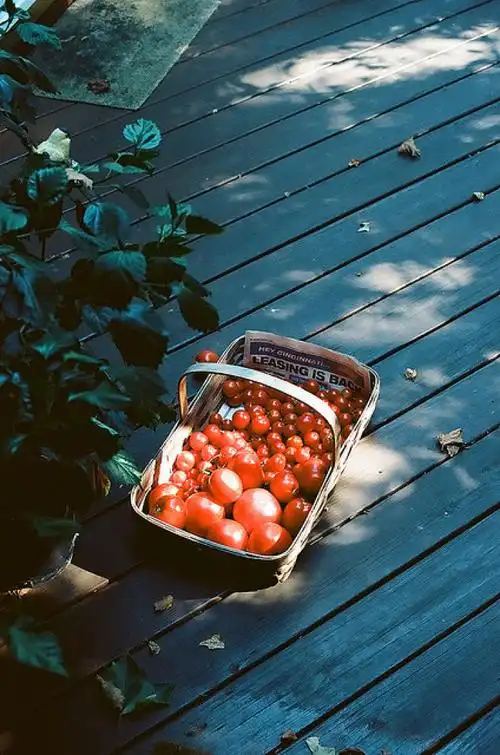 住在森林里___森系文艺,我从你眼中看见了森林的葱绿| by 米兰的花匠