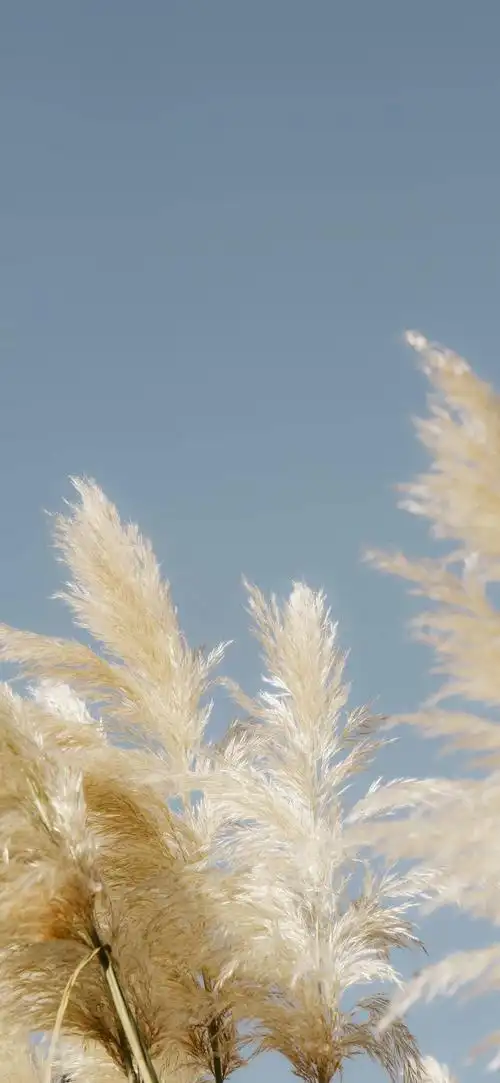 iphone壁纸库 | 抖音热门壁纸