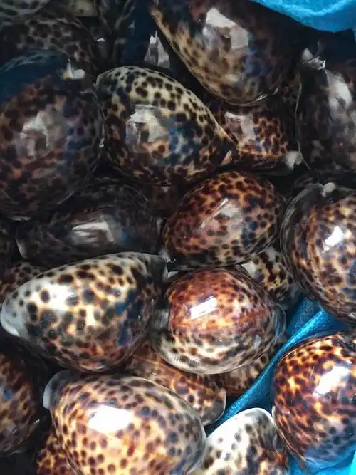 虎斑贝 鱼缸家居 酒店装饰 天然贝壳 海螺 海星批发