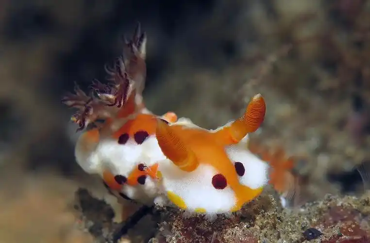 海底世界谁最萌?"海蛞蝓"称第二,谁敢称第一!