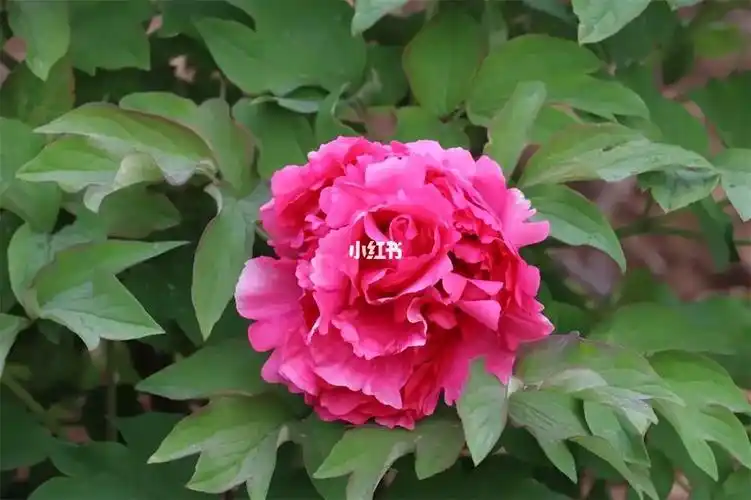 牡丹品种:卷叶红