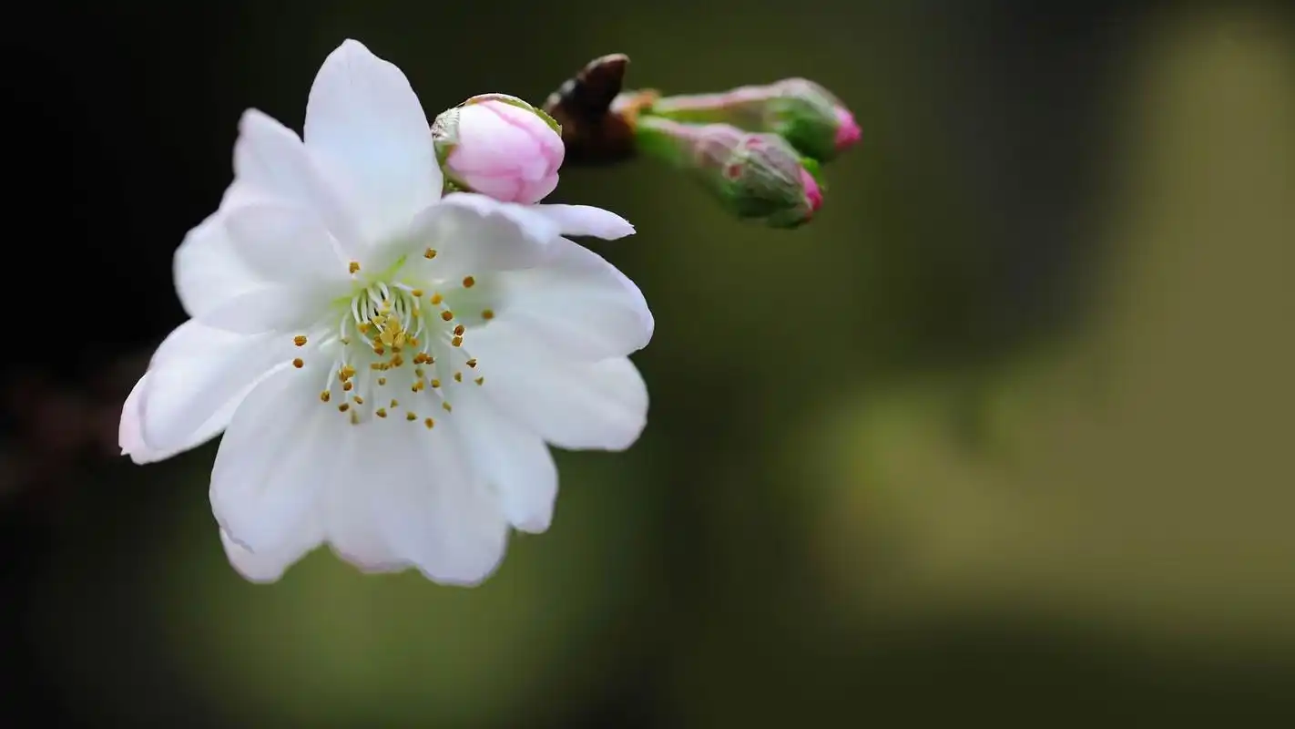 唯美淡雅的花儿高清桌面壁纸