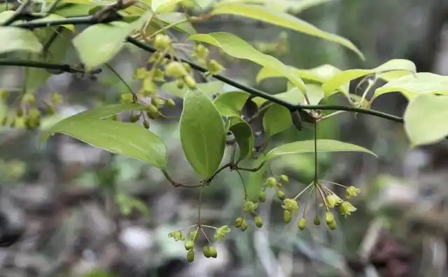 铁菱角的功效与作用,铁菱角的功效与作用图片(根被称为"祛湿之王")