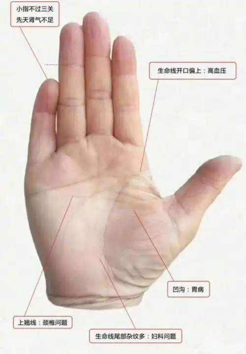 掌纹分析大全