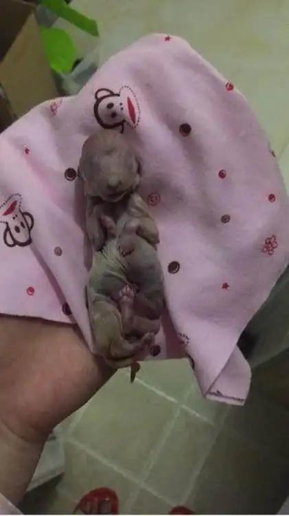 泰迪超预产期好几天没生,送医后医生的话让我吓得没了魂