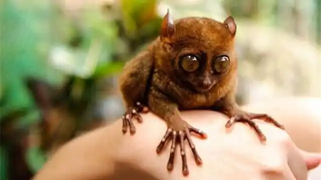 世界上体型最小的5种动物,你见过哪一种?