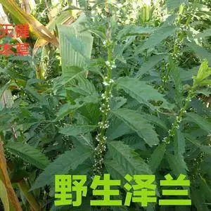 泽兰中药材泽兰草地笋泽兰叶新鲜干货包邮