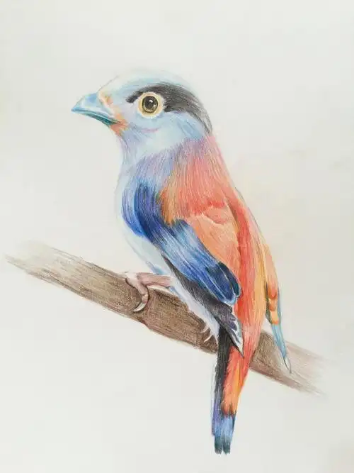 彩铅鸟|插画|创作习作|vvwdw - 临摹作品 - 站酷 (zcool)