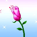 好美的动态玫瑰花图片.好喜欢