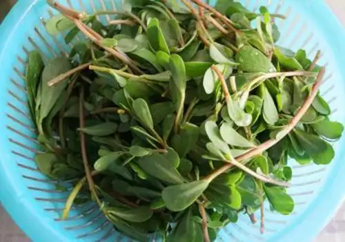 瓜子菜有什么功效瓜子菜怎么食用