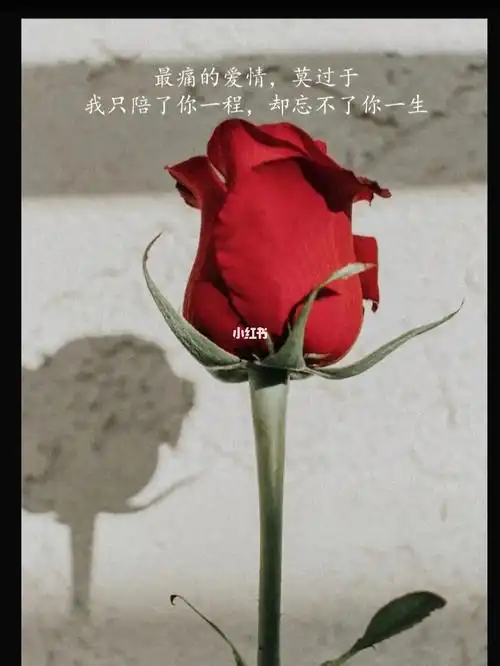 最痛的爱情我只陪了你一程却忘不了你一生