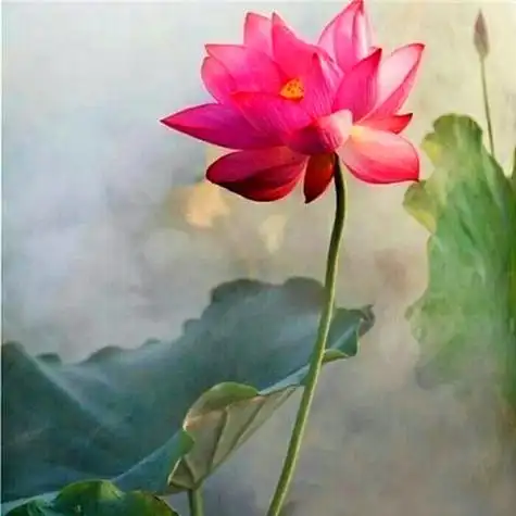 佛系唯美头像图片 高清好看能做微信头像的禅意图片_微信头像_头像屋