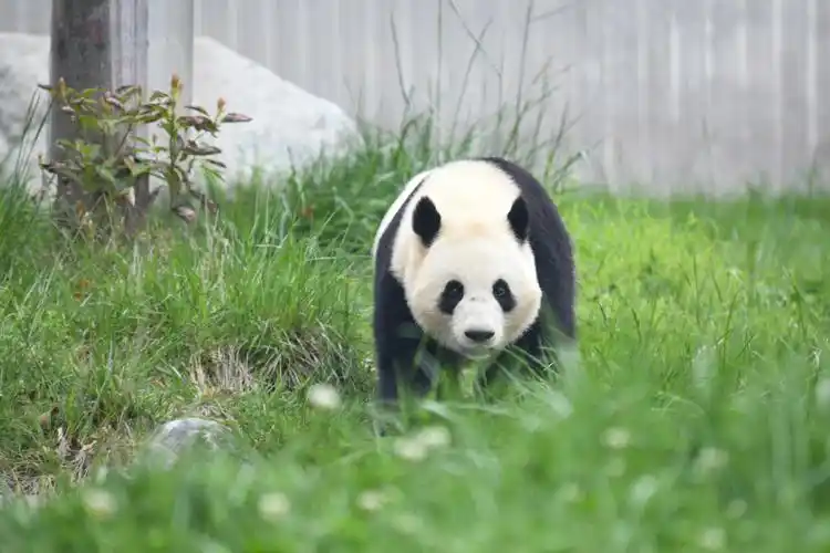 雌性,2021年5月31日出生于马来西亚国家动物园,目前在中国大熊猫保护