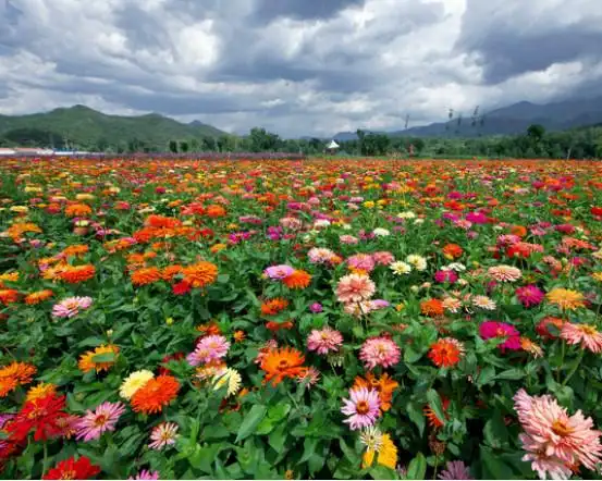 国内最浪漫的十大花海 下