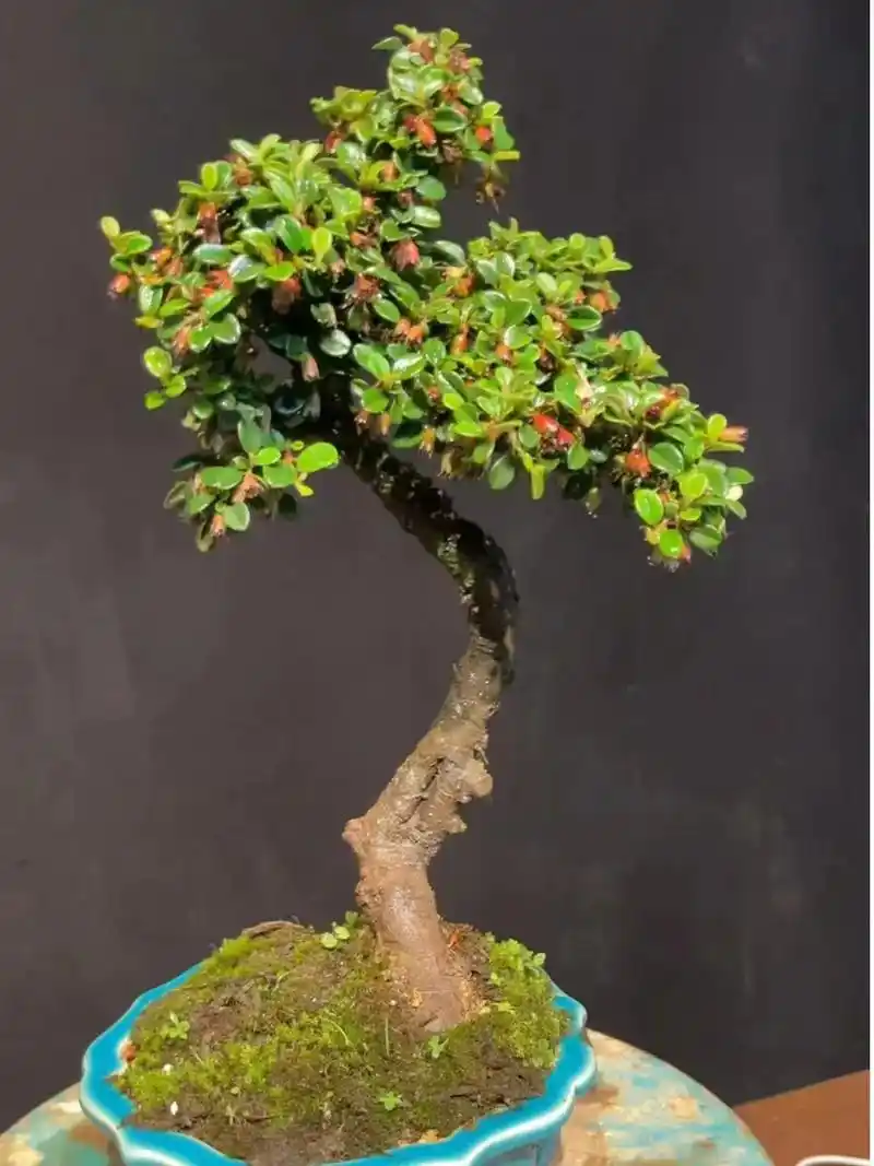 十二重海棠一物一拍,每一层都有不 - 抖音