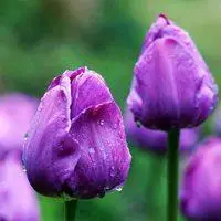 好看紫色淡雅唯美图片做头像_微信头像图片大全